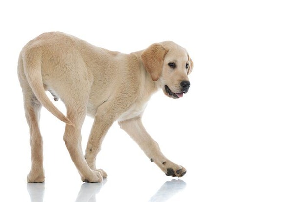 振り返る犬