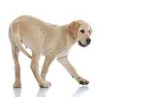 春は虫や野生動物が活発に！　犬に気をつけたい病気やトラブルと予防ポイントを解説