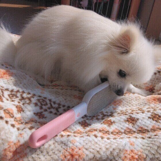 クリーナーをくわえるポメラニアン
