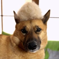 【調査】犬の換毛期の困りごとは？　抜け毛トラブルの解消方法も獣医師に聞いた