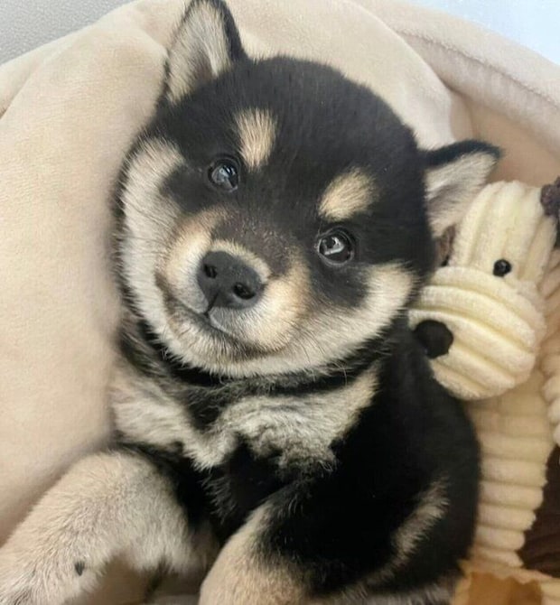 子犬時代の大吉くん