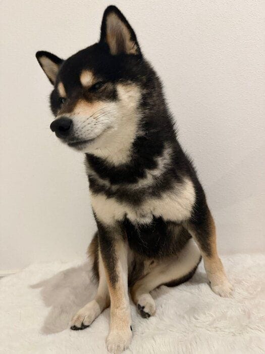 このあとシャンプーだと知らされて、しょんぼりしているような大吉くん