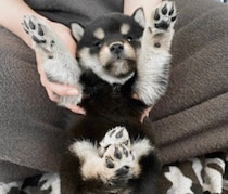無防備な“バンザイ”ポーズを見せた繊細な柴犬の子犬　5才の今も独特な寝相で愛おしさを更新中！