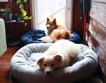 八ヶ岳に犬と移住して2年半が経ち【穴澤賢の犬のはなし】