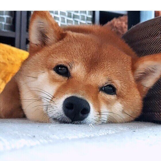  むぎむぎ  柴　寝起き