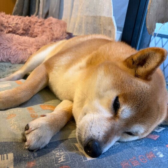 ぽんた  柴　窓際の座布団がぼくの特等席