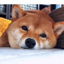 犬が途中で目を覚ますのはなぜ？　睡眠の質は大丈夫？考えられる原因と対処法を解説