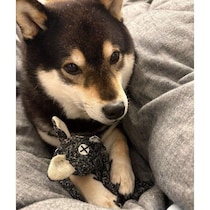 お気に入りのぬいぐるみを大事そうに抱える柴犬　遊びの途中に見せた“きょとん顔”にキューン！