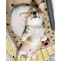 大運動会の末に“電池切れ”したコーギーの子犬　2才の今は、人と密着して寝るのが大好きなコに！