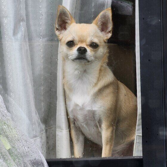 チワワ　真正面ショット