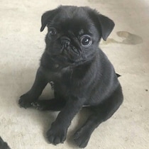 小さくて細かったパグ子犬→約8年後、活発で温厚なコに成長！「家族を笑顔にしてくれる」存在に