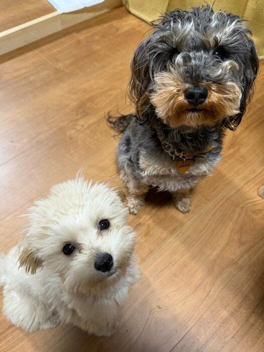 かわいい表情で飼い主さんを見つめる愛犬たち