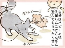 子犬時代にたくさん遊んでもらって育った犬は、遊ばない成犬に……｜連載「こぐま犬てんすけ」vol.310