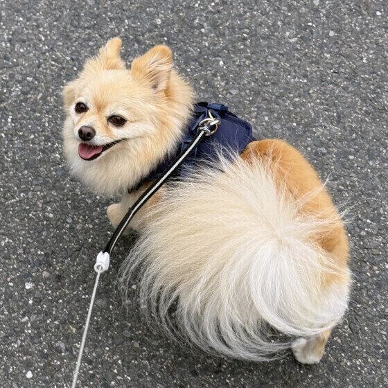 笑顔でお散歩をするワンちゃん