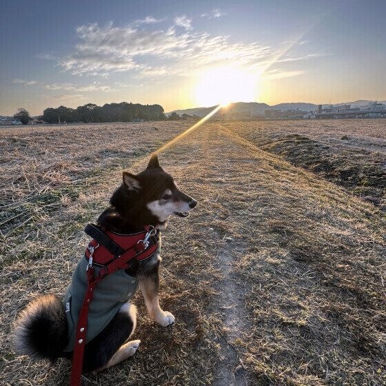 日の出と柴犬