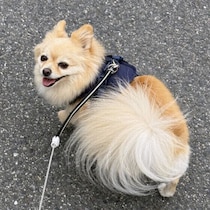 犬が散歩を嫌がるのはなぜ？　散歩嫌いの原因と上手な対策を解説
