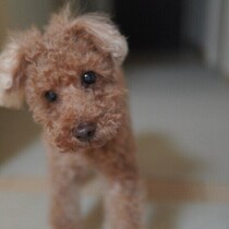 夜中に起きてウロウロする愛犬、異変？それとも年齢のせい？　考えられる原因と気をつけたいポイントを解説