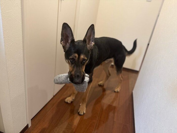 大好きな靴下をくわえる犬