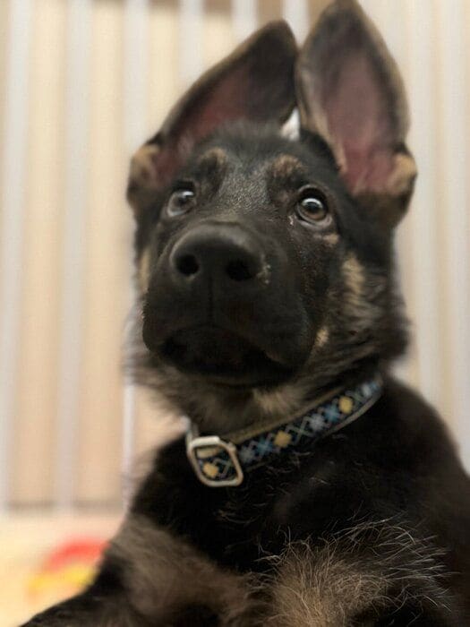 生後3カ月の犬