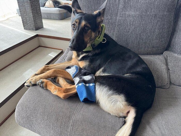 靴下を隠していた時の犬