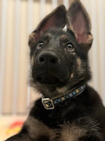 生後3カ月のシェパード子犬→約1年後は靴下大好き犬に成長！隙あらばくわえて持っていく姿にほっこり