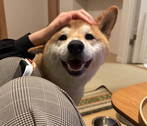 ナデナデを堪能するもなかまるちゃん