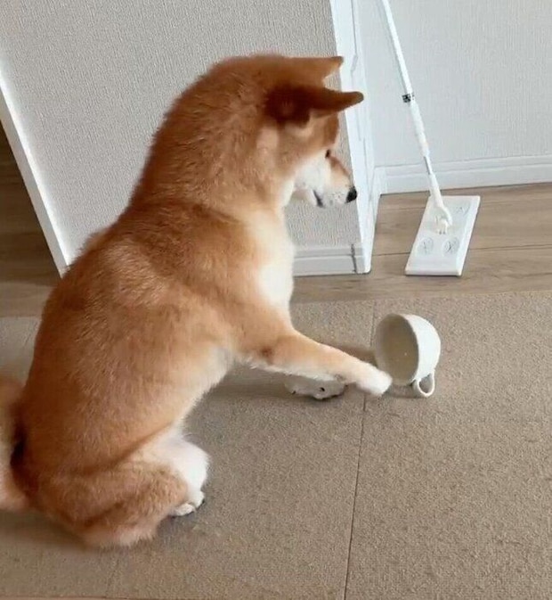 犬用ミルクを欲しがるもなかまるちゃん