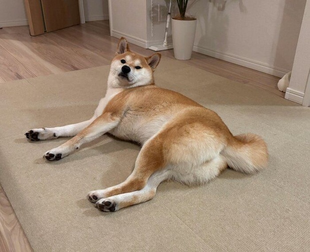 飼い主さんをチラ見するもなかまるちゃん