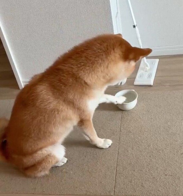 犬用ミルクを欲しがるもなかまるちゃん