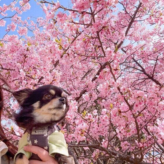 チワワと河津桜