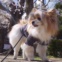 【調査】犬にも“五月病”ってある？　春の体調不良について獣医師が解説
