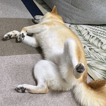 犬が安心しているときの寝相ってどんな姿？　リラックスしているサインと見分け方を解説