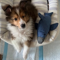 ふわふわな生後3カ月シェルティ子犬が…飼い主さんが大好きな甘えん坊に大きく成長！”ルンルンの笑顔”にほっこり