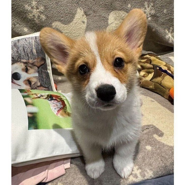 お迎え2日目、生後2カ月半のアイナちゃん