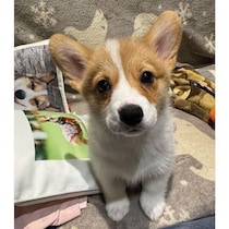 先住犬との関係に不安もあったコーギー子犬→生後6カ月の今では“お姉ちゃん大好きっ子”に！