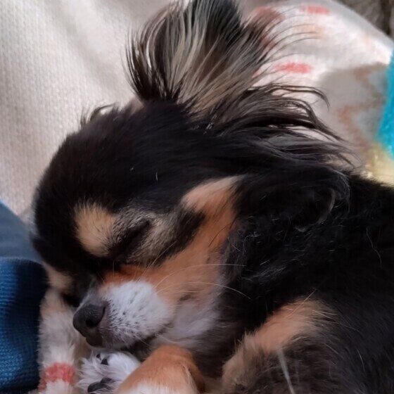 すやすや眠るチワワ