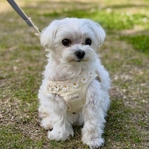 もしかしたら愛犬も“便秘予備軍”？　知らないと見落とす犬の便秘の落とし穴