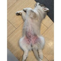 お迎え数日後に“ヘソ天”姿を見せた子犬→1才の今は大きく成長！　それでも変わらない寝姿にほっこり