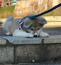 「やんちゃ坊主の破壊魔」だった秋田犬の子犬→7才の今は、驚くほど優しい“お兄さん”に！