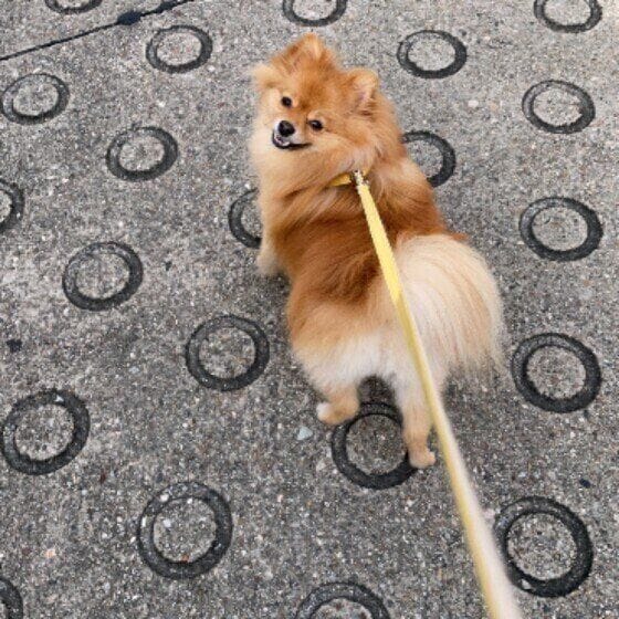ポメラニアンのルルちゃん