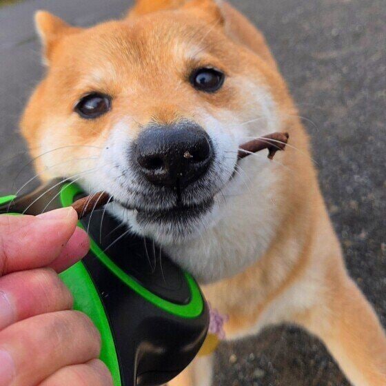 お散歩中に棒を見つけた柴犬