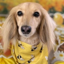 犬が飼い主と距離を保ちたがるのはなぜ？　理由と上手な対応を解説