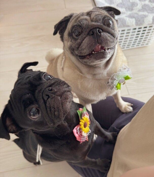 “妹犬”のあられちゃん(写真左) と一緒に