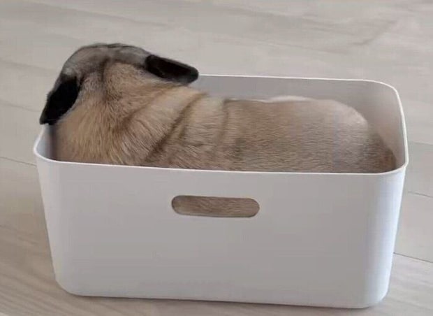 買ってきたばかりのBOXに入るきなこくん