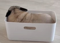 収納用BOXに“シンデレラフィット”するパグがかわいすぎた！ ふだんのマイペースな「パグライフ」にもホッコリ
