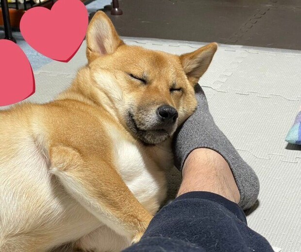 パパさんの足を枕にするこまくん