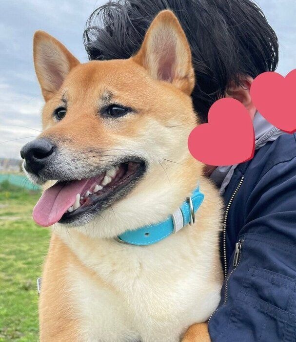 現在のこまくん