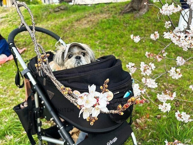 シーズー犬マンガてんぽshihtzu