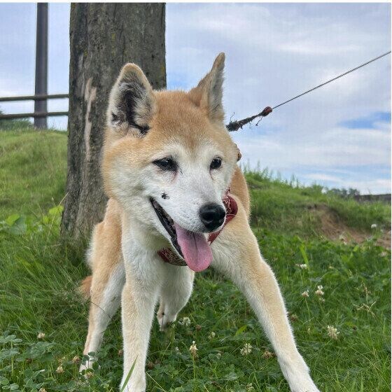 はな  Ｍｉｘ（雑種）中型犬　暑いけど