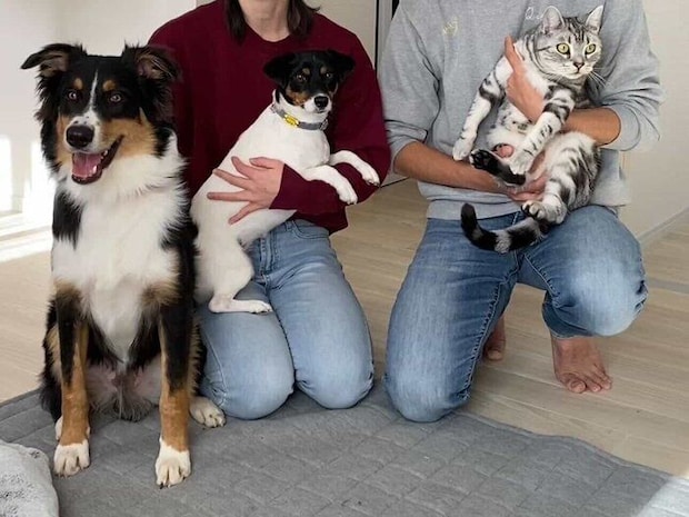 犬（左）、ジャックラッセルテリア（真ん中）、猫（右）